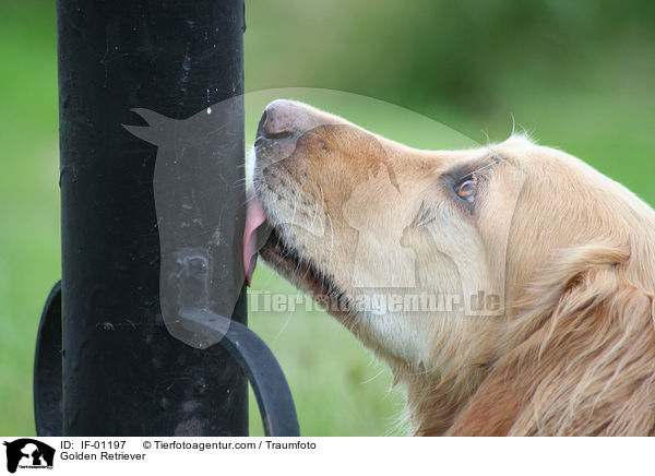 Golden Retriever / Golden Retriever / IF-01197