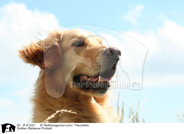 Golden Retriever Portrait / Golden Retriever Portrait / IF-01221