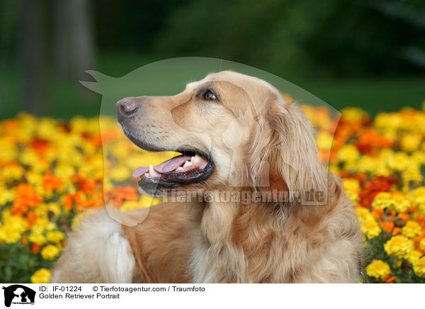 Golden Retriever Portrait / Golden Retriever Portrait / IF-01224