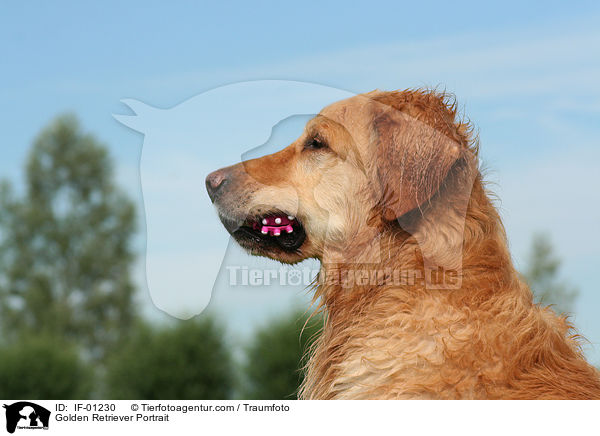 Golden Retriever Portrait / Golden Retriever Portrait / IF-01230