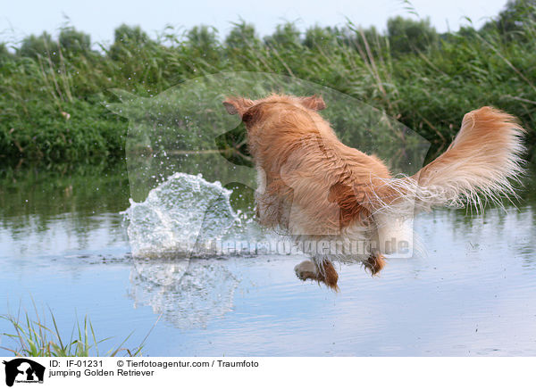 springender Golden Retriever / jumping Golden Retriever / IF-01231