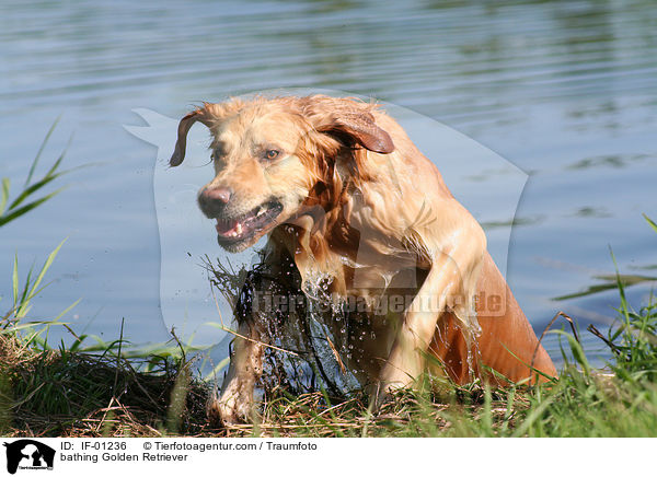 badender Golden Retriever / bathing Golden Retriever / IF-01236