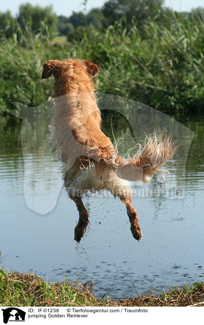 springender Golden Retriever / jumping Golden Retriever / IF-01238
