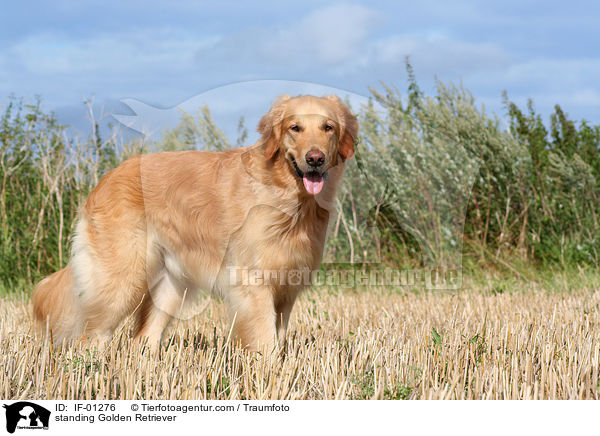stehender Golden Retriever / standing Golden Retriever / IF-01276