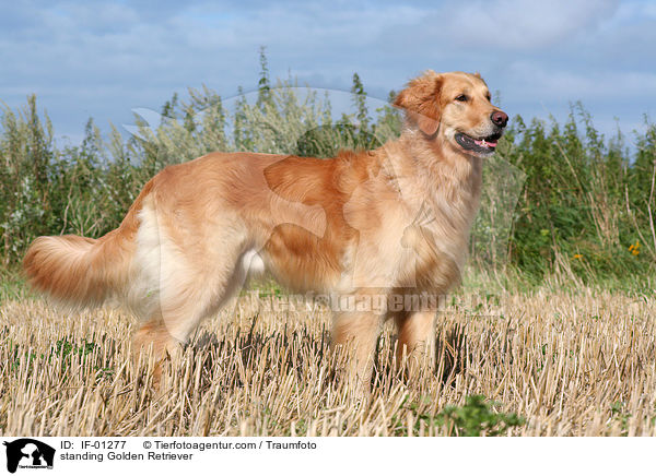 stehender Golden Retriever / standing Golden Retriever / IF-01277