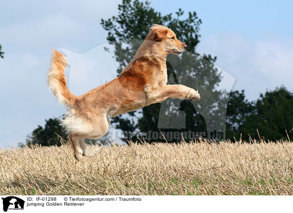 springender Golden Retriever / jumping Golden Retriever / IF-01298