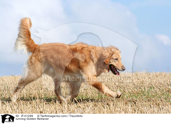 rennender Golden Retriever / running Golden Retriever / IF-01299