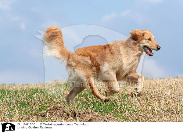 rennender Golden Retriever / running Golden Retriever / IF-01300