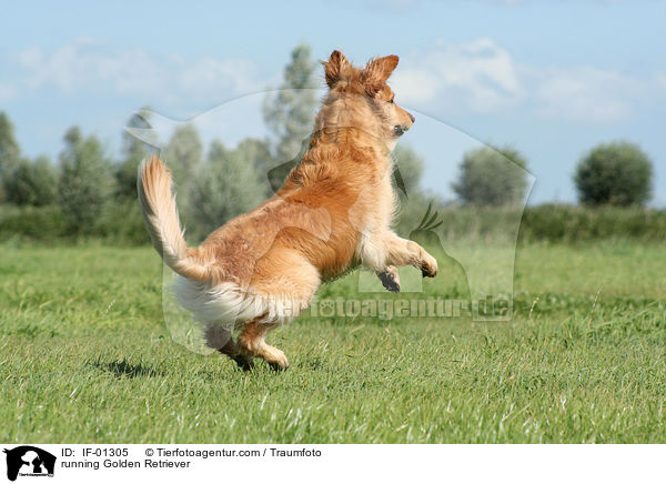 rennender Golden Retriever / running Golden Retriever / IF-01305