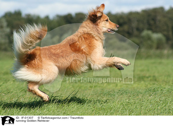 rennender Golden Retriever / running Golden Retriever / IF-01307