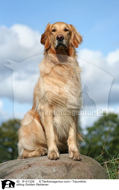sitzender Golden Retriever / sitting Golden Retriever / IF-01326