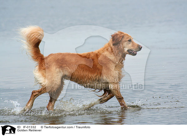 Golden Retriever / Golden Retriever / IF-01332