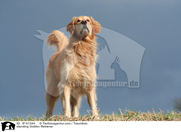 stehender Golden Retriever / standing Golden Retriever / IF-01344