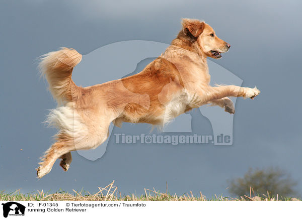 rennender Golden Retriever / running Golden Retriever / IF-01345