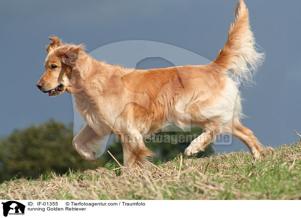 rennender Golden Retriever / running Golden Retriever / IF-01355
