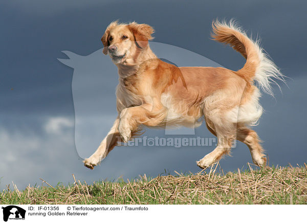rennender Golden Retriever / running Golden Retriever / IF-01356