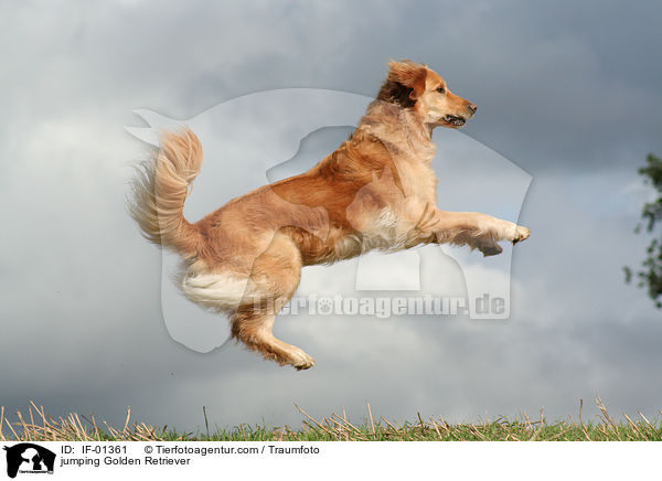 springender Golden Retriever / jumping Golden Retriever / IF-01361