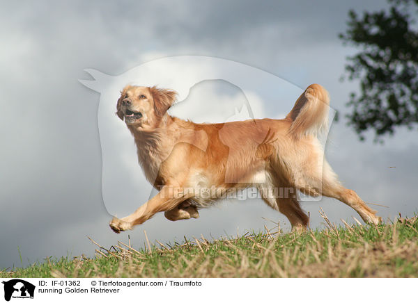 rennender Golden Retriever / running Golden Retriever / IF-01362