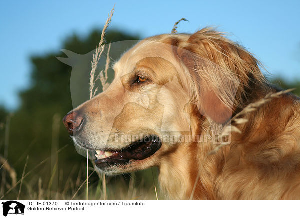 Golden Retriever Portrait / Golden Retriever Portrait / IF-01370