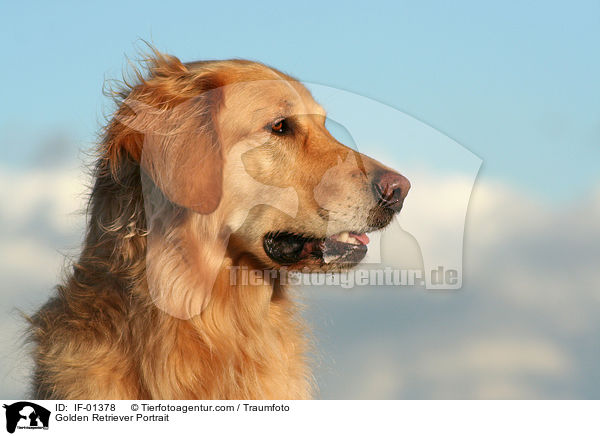 Golden Retriever Portrait / Golden Retriever Portrait / IF-01378