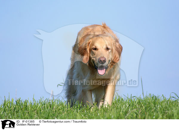 Golden Retriever / Golden Retriever / IF-01385