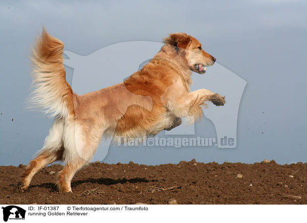 rennender Golden Retriever / running Golden Retriever / IF-01387
