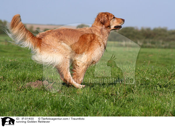 rennender Golden Retriever / running Golden Retriever / IF-01400