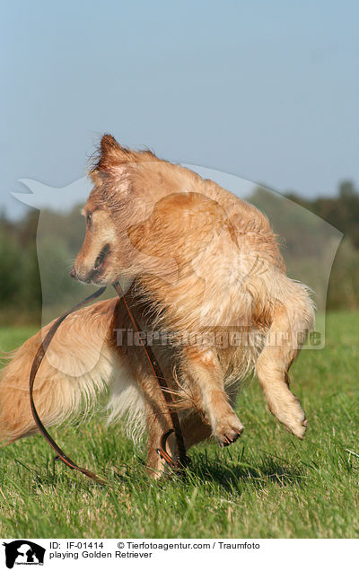 Golden Retriever spielt mit Hundeleine / playing Golden Retriever / IF-01414