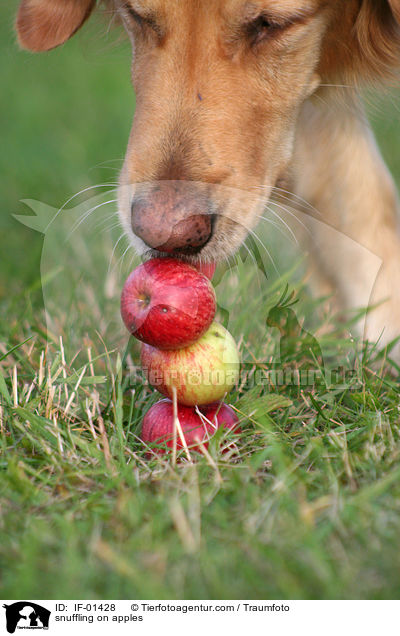 Golden Retriever schnuppert an �pfeln / snuffling on apples / IF-01428