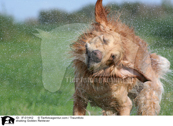 schttelnder Golden Retriever / shaking Golden Retriever / IF-01442