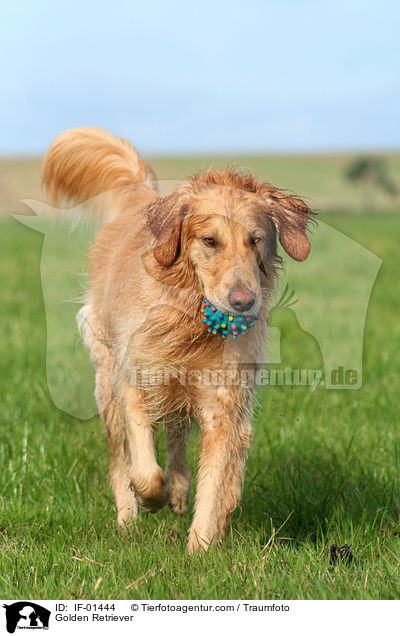 Golden Retriever / Golden Retriever / IF-01444