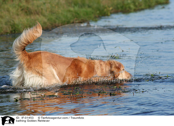 badender Golden Retriever / bathing Golden Retriever / IF-01453