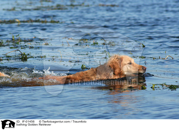 badender Golden Retriever / bathing Golden Retriever / IF-01456