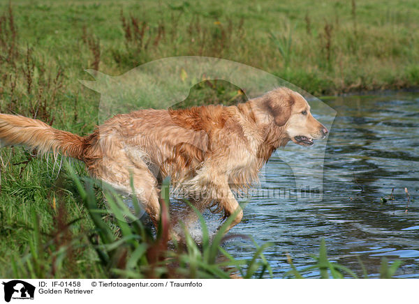 Golden Retriever / Golden Retriever / IF-01458