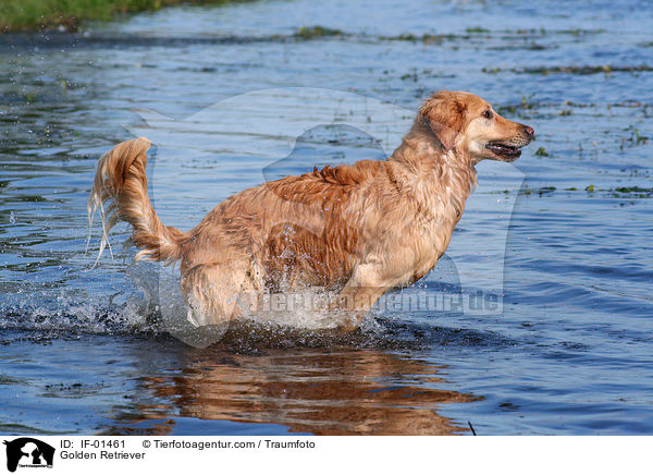 Golden Retriever / Golden Retriever / IF-01461