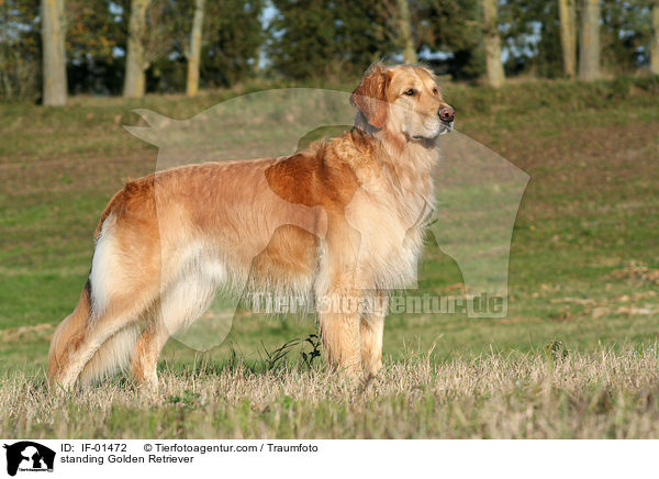 stehender Golden Retriever / standing Golden Retriever / IF-01472