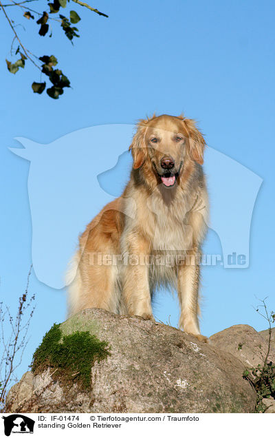 stehender Golden Retriever / standing Golden Retriever / IF-01474