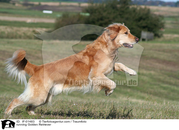 rennender Golden Retriever / running Golden Retriever / IF-01483