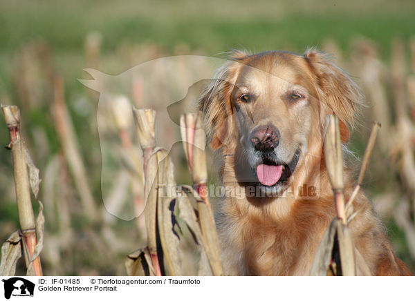 Golden Retriever Portrait / Golden Retriever Portrait / IF-01485