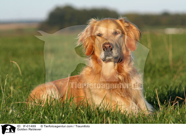 Golden Retriever / Golden Retriever / IF-01489