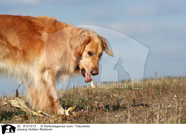 spielender Golden Retriever / playing Golden Retriever / IF-01513