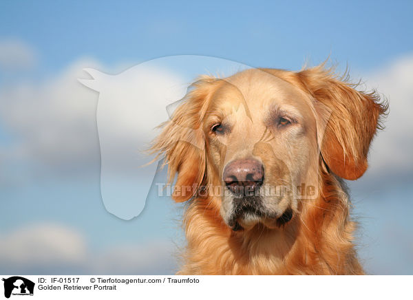 Golden Retriever Portrait / Golden Retriever Portrait / IF-01517