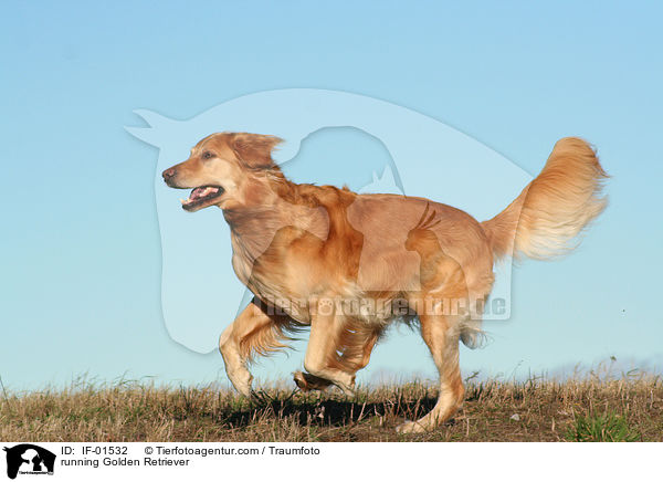 rennender Golden Retriever / running Golden Retriever / IF-01532