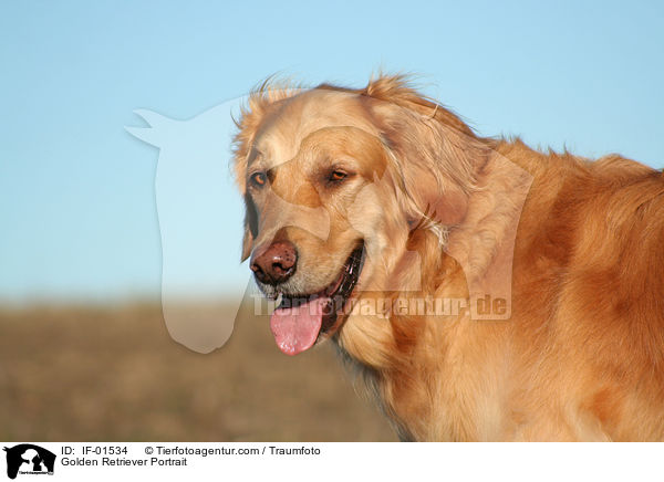 Golden Retriever Portrait / Golden Retriever Portrait / IF-01534