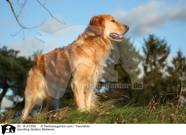 stehender Golden Retriever / standing Golden Retriever / IF-01558