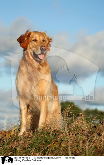 sitzender Golden Retriever / sitting Golden Retriever / IF-01565