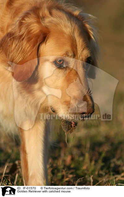 Golden Retriever with catched mouse / IF-01570