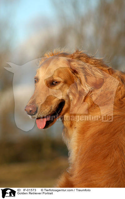 Golden Retriever Portrait / Golden Retriever Portrait / IF-01573