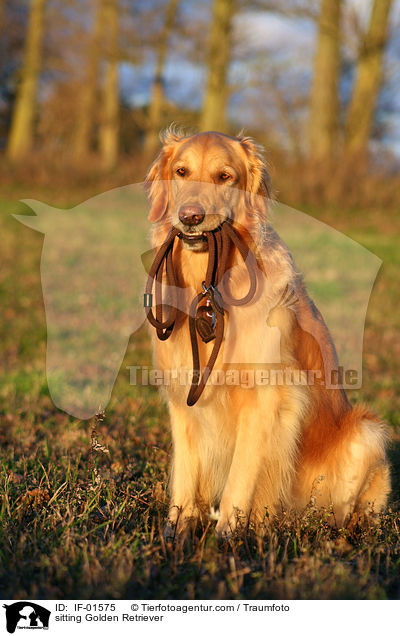 sitzender Golden Retriever / sitting Golden Retriever / IF-01575