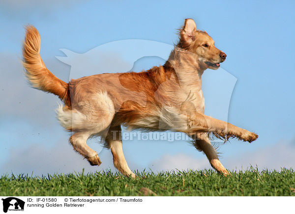 rennender Golden Retriever / running Golden Retriever / IF-01580